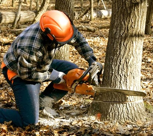 Tree Removal in Glen Oaks, NY